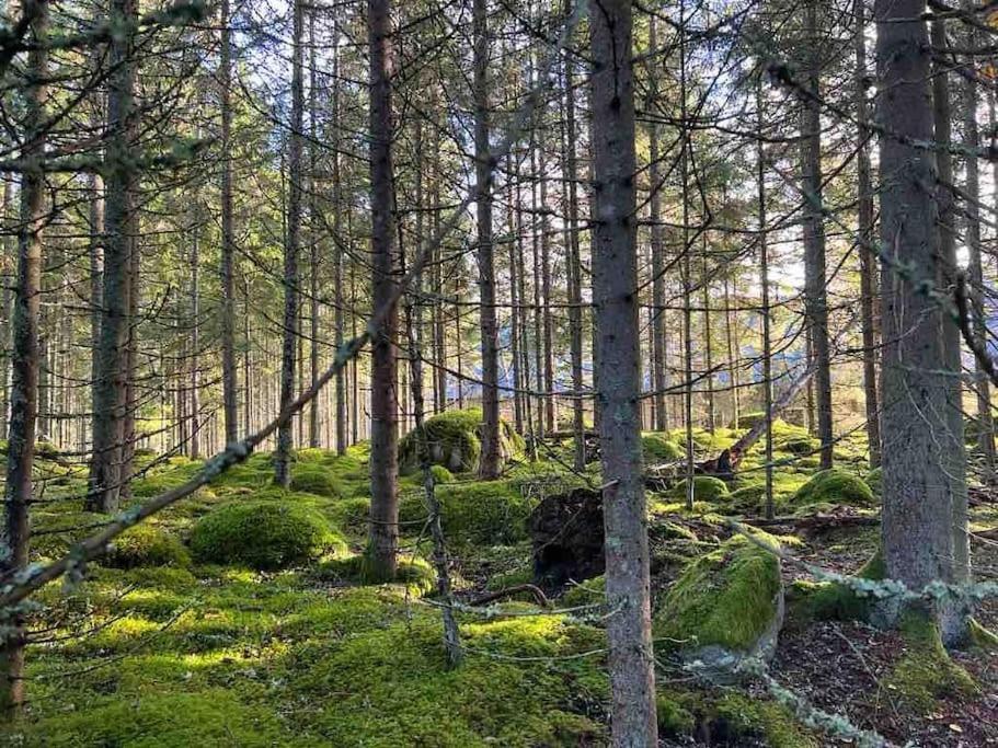 Gaeststuga 100M Fran Sjoen Vislanda Ngoại thất bức ảnh